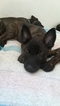 Small Photo #9 Belgian Malinois-Dutch Shepherd Dog Mix Puppy For Sale in CUTLER BAY, FL, USA