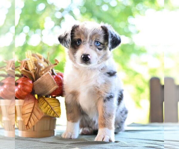 Medium Photo #4 Miniature Australian Shepherd Puppy For Sale in REBERSBURG, PA, USA