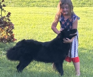 Mother of the Golden Retriever-Keeshond Mix puppies born on 05/21/2025