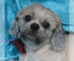 Small Photo #5 Shih Tzu-Unknown Mix Puppy For Sale in Cuba, NY, USA