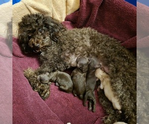 Mother of the Poodle (Toy) puppies born on 02/23/2024