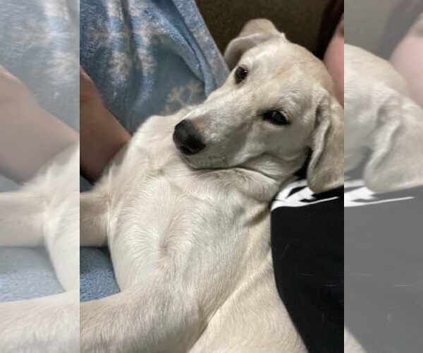 Medium Photo #4 Huskies -Labrador Retriever Mix Puppy For Sale in New Hampton, NY, USA