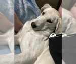 Small #3 Huskies -Labrador Retriever Mix