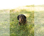 Small #1 Dachshund