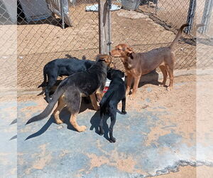 Skywalker - Male Australian Kelpie Dog for Adoption - Photo #3