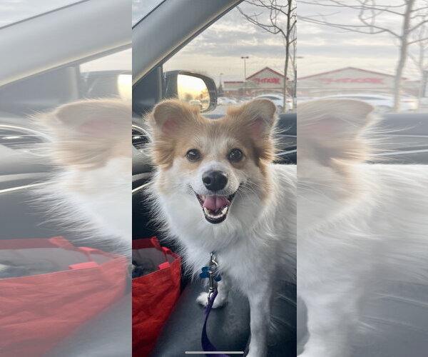 Medium Photo #2 Pomimo Puppy For Sale in Plainfield, IL, USA