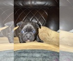 Small #7 French Bulldog
