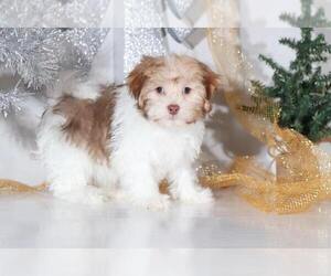 Havanese Puppy for sale in BEL AIR, MD, USA