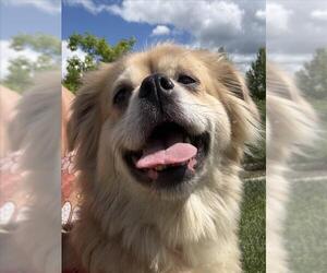 Pekingese-Unknown Mix Dogs for adoption in Tracy, CA, USA