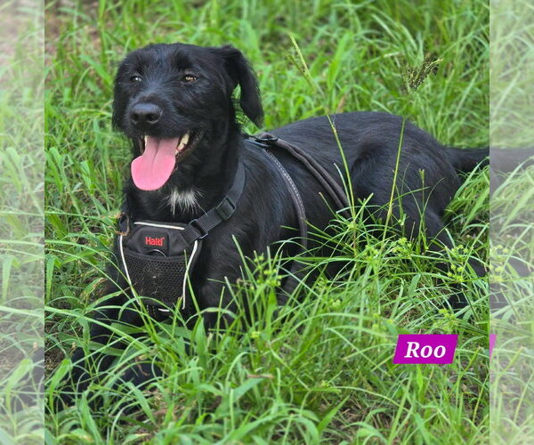 Medium Photo #3 Labrador Retriever-Unknown Mix Puppy For Sale in Alexander, AR, USA