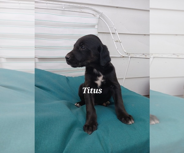 Medium Photo #5 English Cream Golden Retriever-Newfoundland Mix Puppy For Sale in SHEBOYGAN FALLS, WI, USA