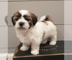 Small Photo #1 Zuchon Puppy For Sale in NEW YORK MILLS, MN, USA