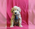 Small Photo #1 Goldendoodle-Poodle (Miniature) Mix Puppy For Sale in NEW PROVIDENCE, PA, USA