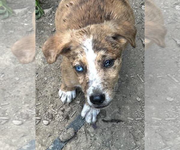 Medium Photo #1 Australian Shepherd-Unknown Mix Puppy For Sale in Aurora, IN, USA