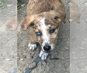 Australian Shepherd-Unknown Mix Dogs for adoption in Aurora, IN, USA