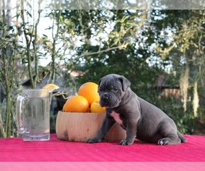 Cane Corso Puppy for Sale in MELROSE, Florida USA