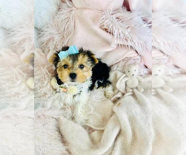 Medium Photo #3 Morkie Puppy For Sale in PEMBROKE PINES, FL, USA