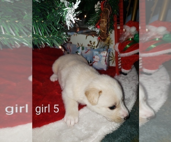 Medium Photo #1 German Shepherd Dog-Siberian Husky Mix Puppy For Sale in HOLTON, MI, USA