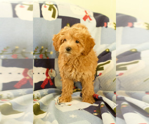 Goldendoodle (Miniature) Puppy for sale in MILWAUKEE, WI, USA