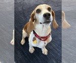 Small #10 Beagle