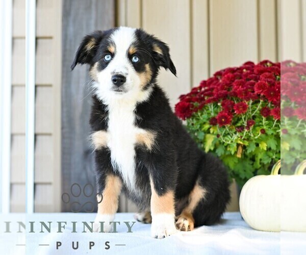 Medium Photo #2 Miniature Australian Shepherd Puppy For Sale in REBERSBURG, PA, USA