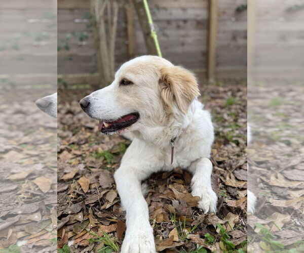 Medium Photo #8 Great Pyrenees Puppy For Sale in Spring, TX, USA