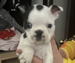 Small Photo #2 Boston Terrier Puppy For Sale in MOUNT ORAB, OH, USA