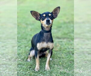 Chihuahua-Unknown Mix Dogs for adoption in PIPE CREEK, TX, USA