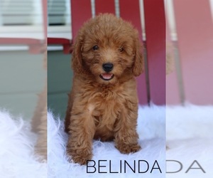 Goldendoodle (Miniature) Puppy for sale in ITASCA, TX, USA