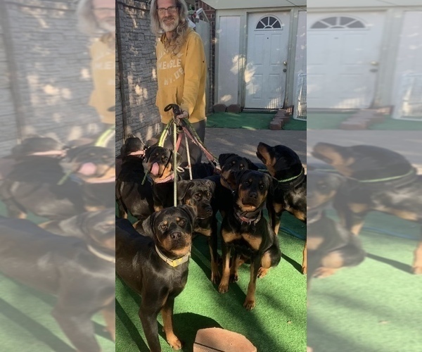 Medium Photo #19 Rottweiler Puppy For Sale in GARLAND, TX, USA