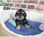 Small #3 Schnauzer (Miniature)