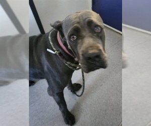 Mutt Dogs for adoption in Bakersfield, CA, USA