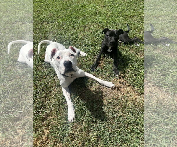 Medium Photo #8 American Pit Bull Terrier-Unknown Mix Puppy For Sale in Spotsylvania, VA, USA