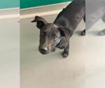 *HUBIE - Male Labrador Retriever-Unknown Mix Dog for Adoption - Small photo