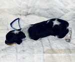 Small Photo #13 Black and Tan Coonhound-Bluetick Coonhound Mix Puppy For Sale in OAK HILLS, CA, USA