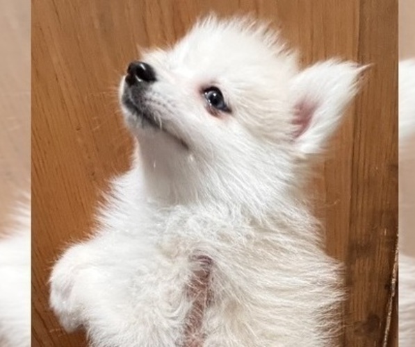 Medium Photo #24 Pomsky Puppy For Sale in GOLDEN VALLEY, AZ, USA