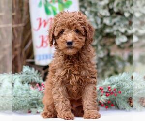 Goldendoodle (Miniature) Puppy for sale in EAST EARL, PA, USA