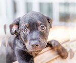 Small #3 Labrador Retriever Mix