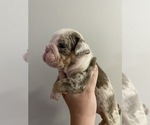 Puppy 2 English Bulldog