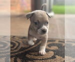 Small #1 Bullboxer Pit