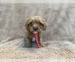 Small #5 Cavapoo (Miniature)