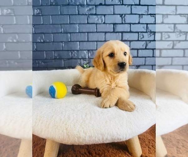 Medium Photo #6 Golden Retriever Puppy For Sale in OCALA, FL, USA