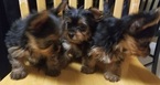 Small Photo #15 Yorkshire Terrier Puppy For Sale in SUWANEE, GA, USA