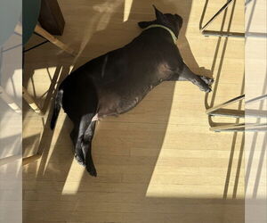 Torta - Female Labrador Retriever-Unknown Mix Dog for Adoption - Photo #5