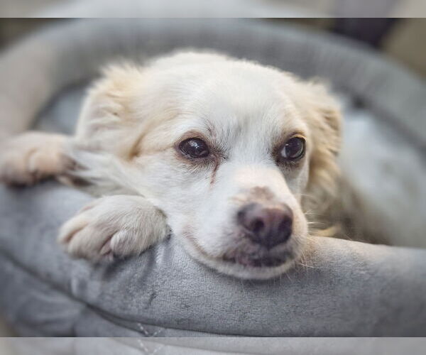 Medium Photo #3 Mutt Puppy For Sale in Pittsburg, CA, USA