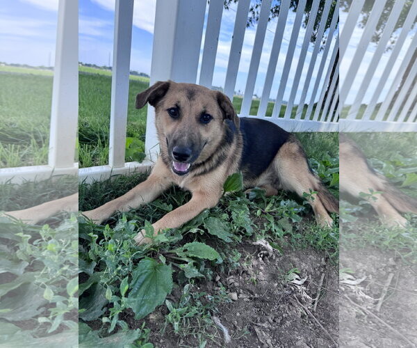 Medium Photo #8 German Shepherd Dog-Unknown Mix Puppy For Sale in Columbus, IN, USA