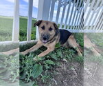 Small #7 German Shepherd Dog Mix