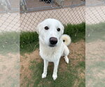 Small Great Pyrenees Mix