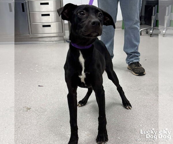 Medium Photo #2 Labrador Retriever-Unknown Mix Puppy For Sale in Washington, DC, USA