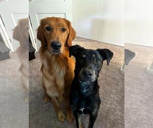 ROCKY - Male Labrador Retriever-Unknown Mix Dog for Adoption - Photo #3